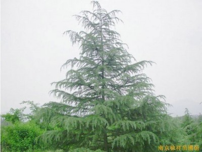 供应江苏南京雪松等多种绿化苗木图1