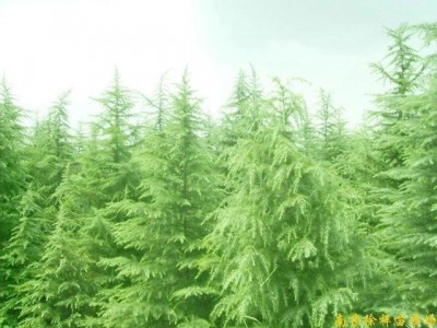 供应江苏南京雪松等多种绿化苗木图2