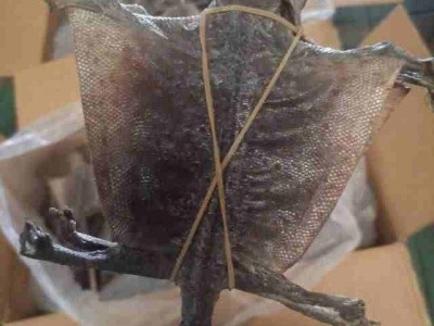 天津蛤蚧进口报关公司图2