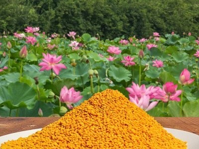 美国国蜂花粉健康养生食品中老年孕妇营养蜂蜜常州港进口报关图1