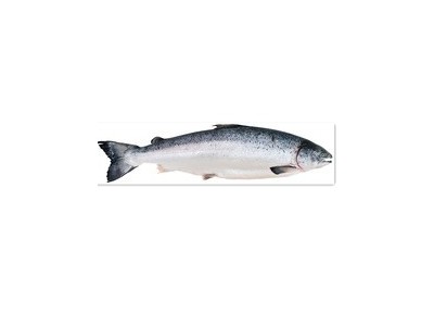 青岛进口挪威智利三文鱼大西洋鲑鱼刺身寿司食材水产品清关