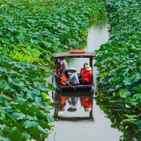 苏州少儿暑假夏令营赏千亩荷花人与自然探索体验营活动拓展报名中