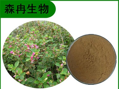 森冉生物 胡枝子提取物 随军茶提取物 植物提取原料粉图1
