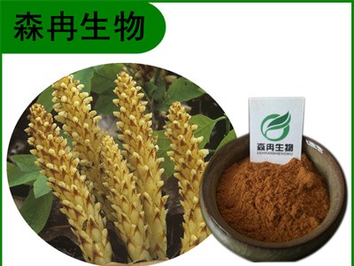 森冉生物 列当提取物 草苁蓉提取物 植物提取原料粉图1