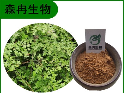 森冉生物 海金沙提取物 海金砂提取物 比例提取原料粉图1