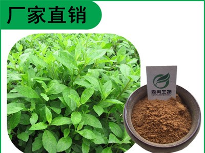 森冉生物 白背三七提取物 白子菜提取物 比例提取原料粉