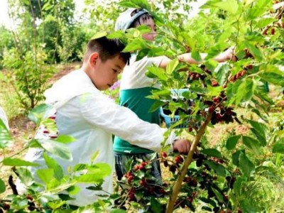 苏州三六六社会实践青少年研学之旅探索桑蚕文化传承丝绸文明图2