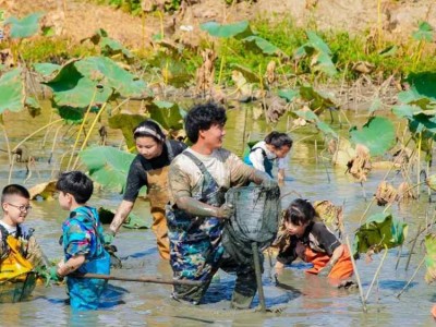 苏州研学基地趣味挖藕三六六社会实践邀你共赴田野体验探秘之旅图1