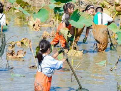 苏州研学基地趣味挖藕三六六社会实践邀你共赴田野体验探秘之旅图2