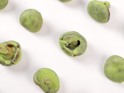 冻干酥脆 苗蔬蔬抹茶涂层香菇果蔬脆片 源头厂家代理批发外贸出口