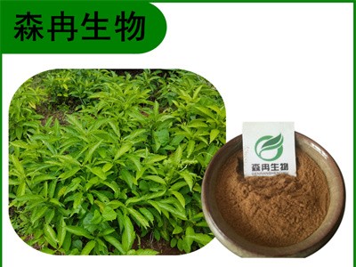 森冉生物 大青叶提取物 臭大青提取物 比例提取原料粉